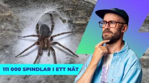 Watt Nytt