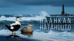 Haahkan hätähuuto