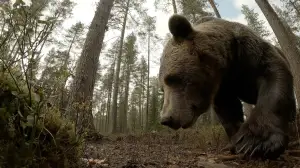 Hämärä luonto