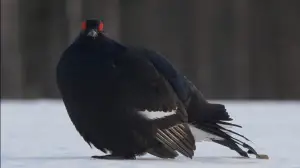 Hämärä luonto