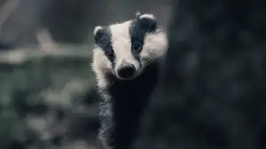 Hämärä luonto