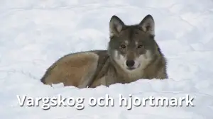 Sudet ja hirvimetsät