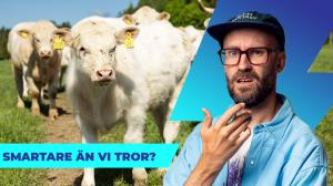 Watt Nytt
