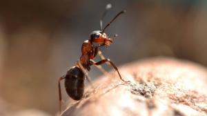 Kirjava luonto