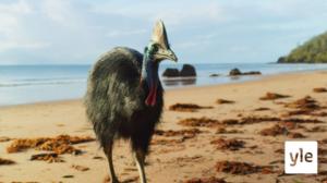 Australia: 02.11.2020 06.00