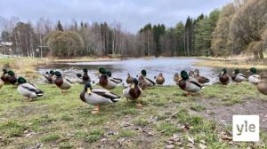 Pitääkö lintuja ruokkia lautalta rottien pelossa? Talviruokinta puhuttaa taas Kajaanissa: 04.11.2020 14.23
