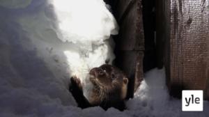Mökkireissu (S): 18.02.2021 06.00
