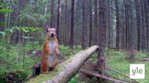 Hakkuuaukon tuolla puolen: 09.07.2021 07.22