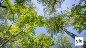 EU:n metsästrategia on julkaistu - Maa- ja metsätalousministeriön toimittajatapaaminen Teams-kokouksena: 16.07.2021 14.09