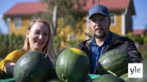 Tiesitkö, että vesimeloneja kasvatetaan myös Pohjanmaalla?: 06.09.2021 10.56