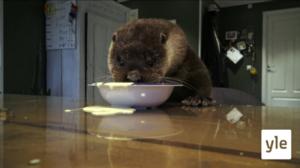 Blåbärsdag (S): 15.11.2021 00.01