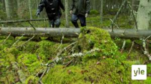 Juhat luonnossa: Sammaleet - metsän vihreänä hohtavat jalokivet: 22.11.2021 14.06
