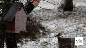 Ylen lintulautalive on ikkuna saaristopihan ruokintapaikalle: 26.12.2021 16.00