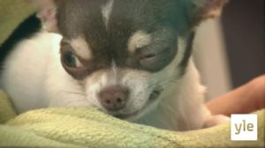 Bobby-chihuahua: 13.01.2022 17.25