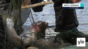 Yle Oddasat 9.3.2022: 09.03.2022 16.45