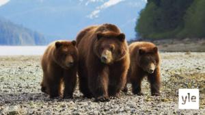Alaska: 14.03.2022 06.00