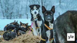 Lars Monsenin koiravaljakko: 10.10.2019 06.00