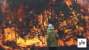 Australian maastopalot uhkaavat jo Sydneyn aluetta: 12.11.2019 10.53