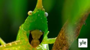 Vihreä maailma: 25.12.2019 08.05