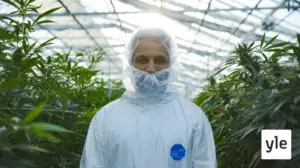 Prisma: Kannabis - lääke vai huume?: 23.03.2020 06.00