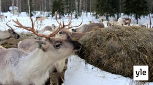 Poroja kuolee Lapissa nälkään ankaran lumitalven vuoksi: 25.03.2020 10.57