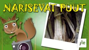 Narisevat puut: 22.04.2020 10.00