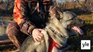 Hirvenmetsästys: 04.07.2020 00.01