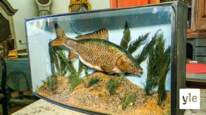 Tanskan aarteenmetsästäjät: 06.07.2020 15.50