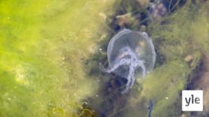 Itämeren suojelussa isoja puutteita: 13.10.2020 12.03