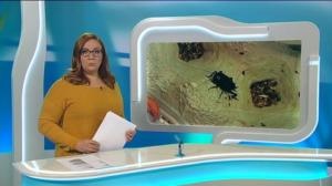 Yle Uutiset Itä-Suomi: Yle Uutiset Itä-Suomi 23-11-2017 Klo 18-22: 23.11.2017 17.41