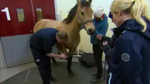 Elämäni eläimet: Eläinsairaalassa: 07.12.2017 12.00