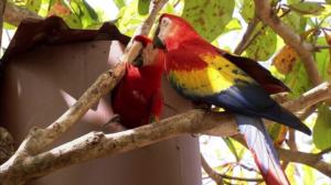 Luontomatkalla Costa Ricassa: 13.12.2017 10.00