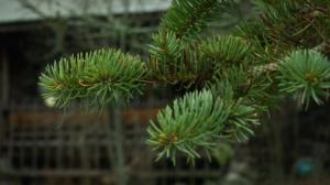 Jumalanpalvelus: 17.12.2017 10.00