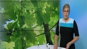 Paavolan tammi kohoaa Lohjansaaressa: 31.01.2018 16.10