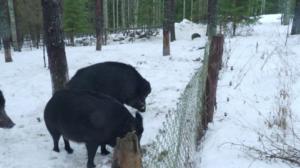 Luonto lähellä: villisiat Suomessa: 12.02.2018 08.46
