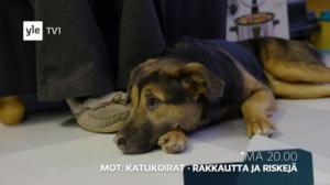 MOT: Katukoirat - rakkautta ja riskejä (S): 02.03.2018 09.07