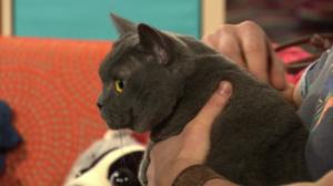 BUU-Jontti: Katten Vincent!: 07.03.2018 13.01