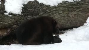 Luonto lähellä: ahmaretki Korkeasaaressa: 26.03.2018 08.26