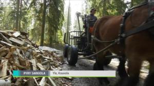 Yle Uutisluokka Triplet: Hevosmetsuri työskentelee luonnon ehdoilla: 12.04.2018 11.42