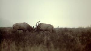 Avara luonto: Yellowstonen vuodenajat: 28.04.2018 18.45