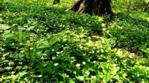 Lokalt live: Så här blommar vitsipporna på Ramsholmen: 16.05.2018 11.13