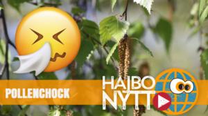 Dåliga nyheter för pollenallergiker: mycket björkpollen i år (S): 16.05.2018 14.00