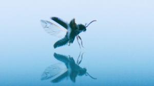 IHME-teos 2018: The Beetle: 25.05.2018 16.30