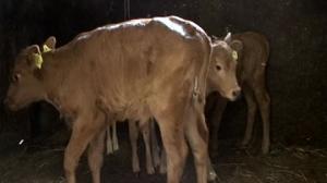 Vasikat ulos: 28.05.2018 07.20