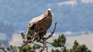 Luontohetki: Monimuotoinen Ranska: 12.08.2018 06.00