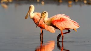 Everglades: 18.08.2018 06.00