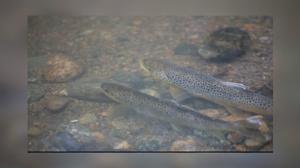Lokalt live: Hagabäckens rör rasar: 10.09.2018 15.26
