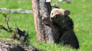Yellowstone: 15.09.2018 06.00