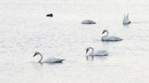 Joutsenten muutto on pian kuumimmillaan: 11.10.2018 11.10