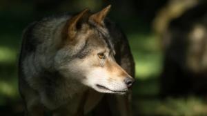 Susia on Suomessa nyt jopa 50 prosenttia enemmän kuin keväällä: 09.11.2018 14.13